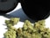 A collection of dried cannabis buds is placed on a white surface, with a black container lying open next to them. The cannabis appears to have a light green color with hints of orange and brown, indicating its freshness.