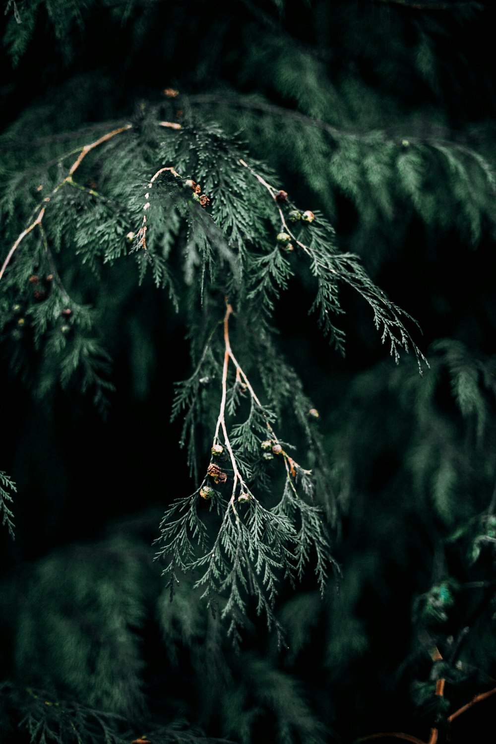 緑の植物の浅い焦点の写真