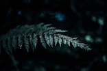 selective focus photography of green fern plant