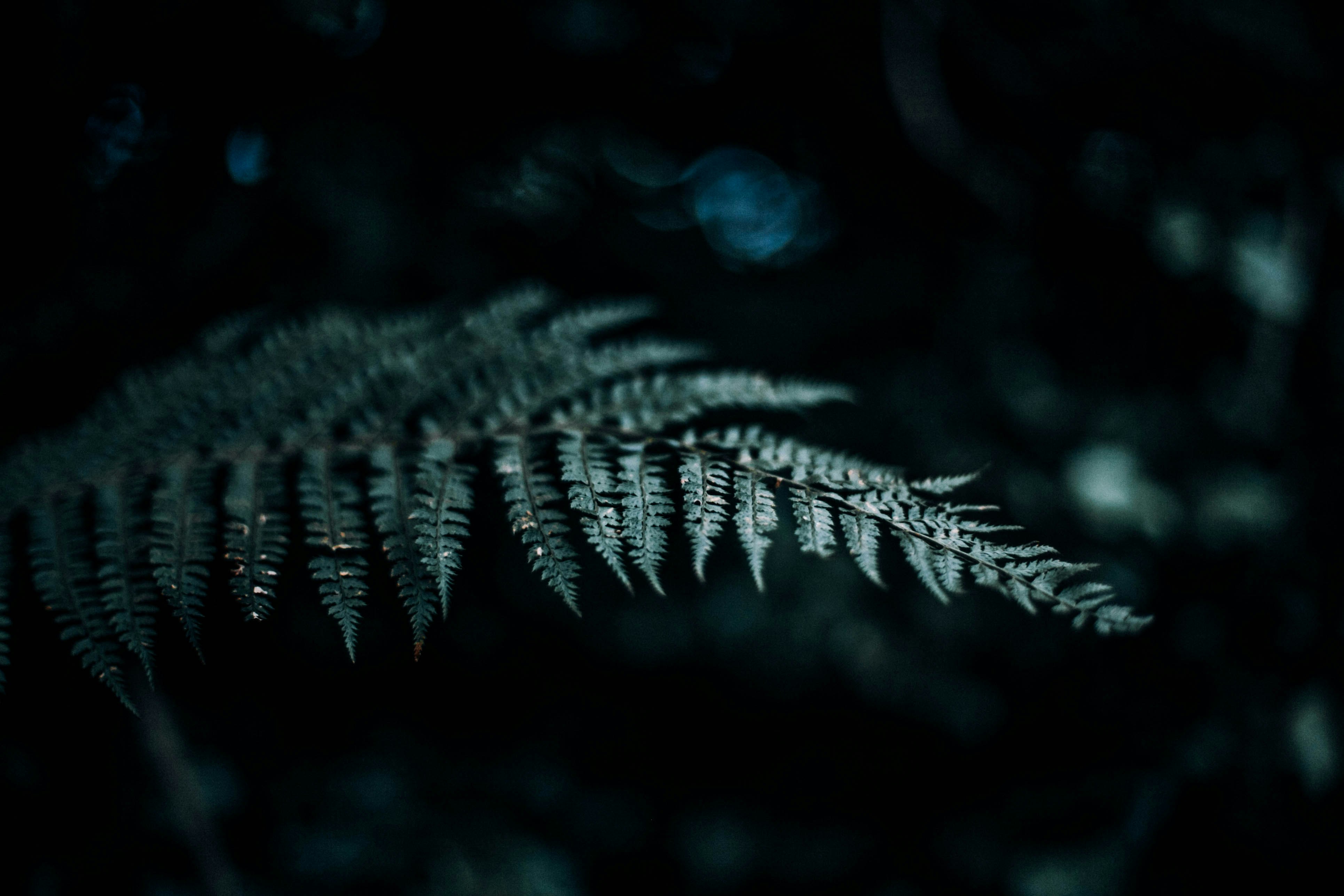 selective focus photography of green fern plant