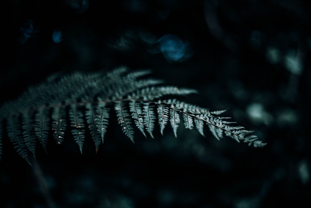 Photographie sélective de la fougère verte