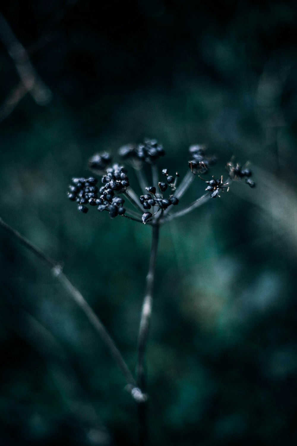 selective focus photography of black plant