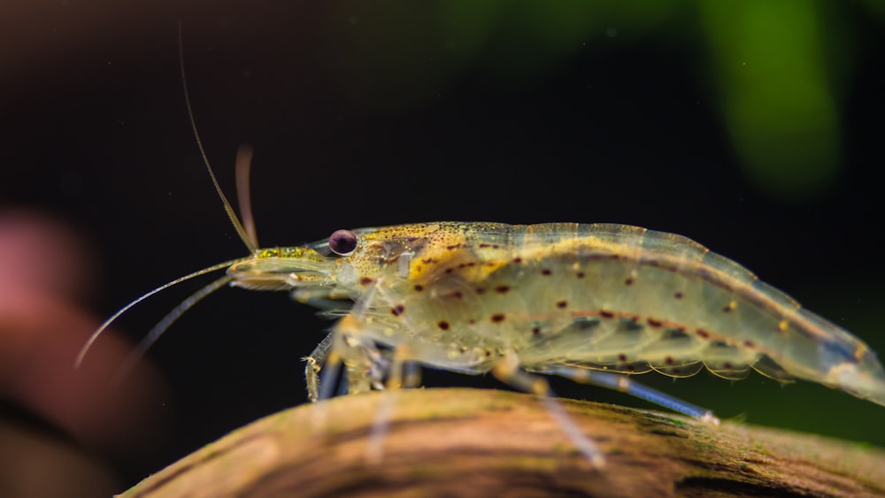 clear shrimp