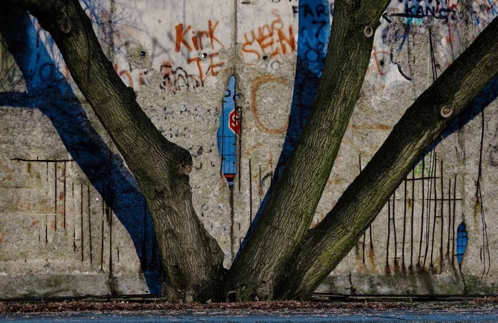 tree branch in front of wall painting