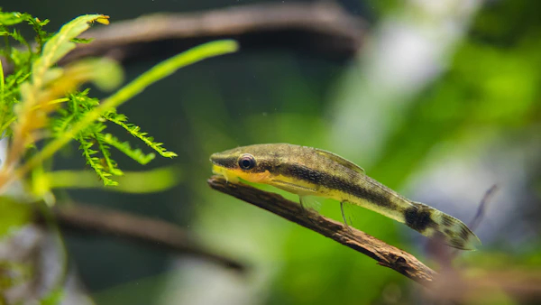 Photo macro d'un Otocinclus sur une feuille verte