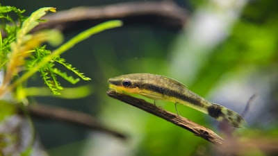 shalow focus photo of fish hungary zoom background