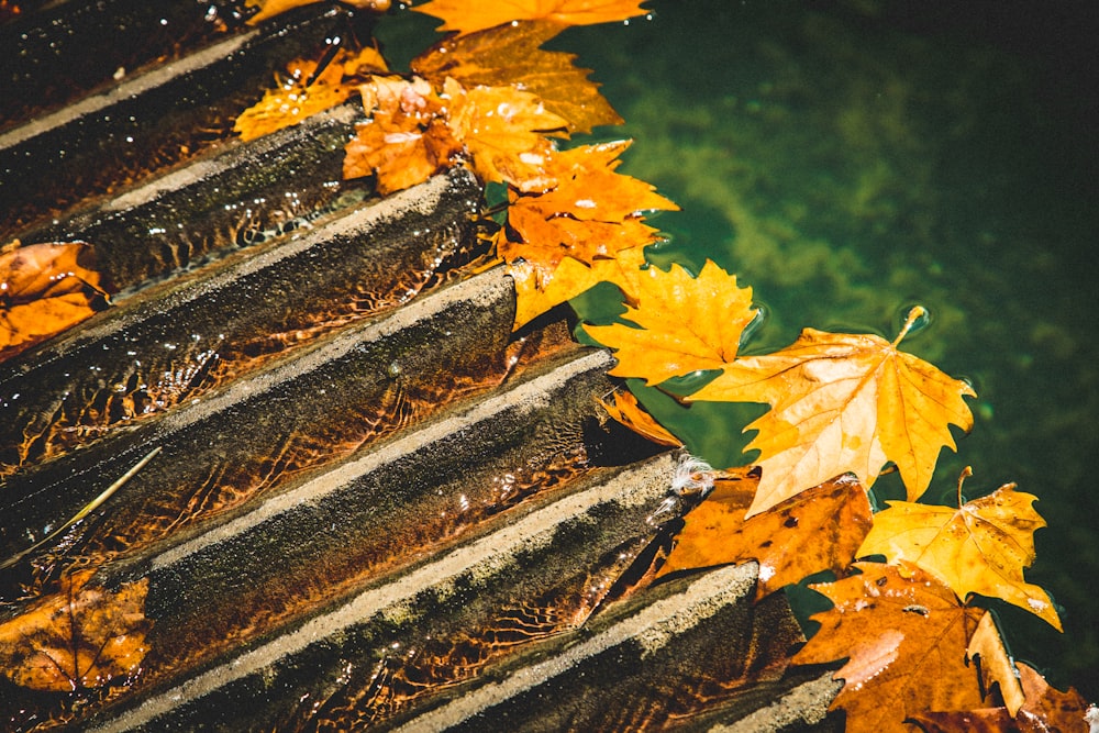 brown dried leave son body of water