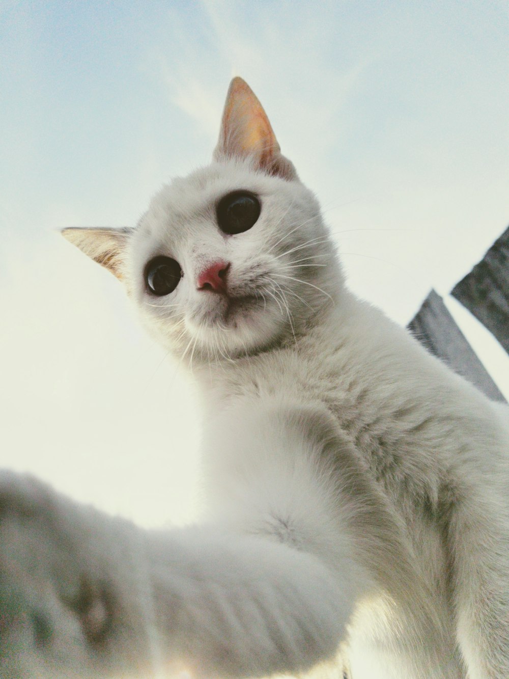 short-fur white cat