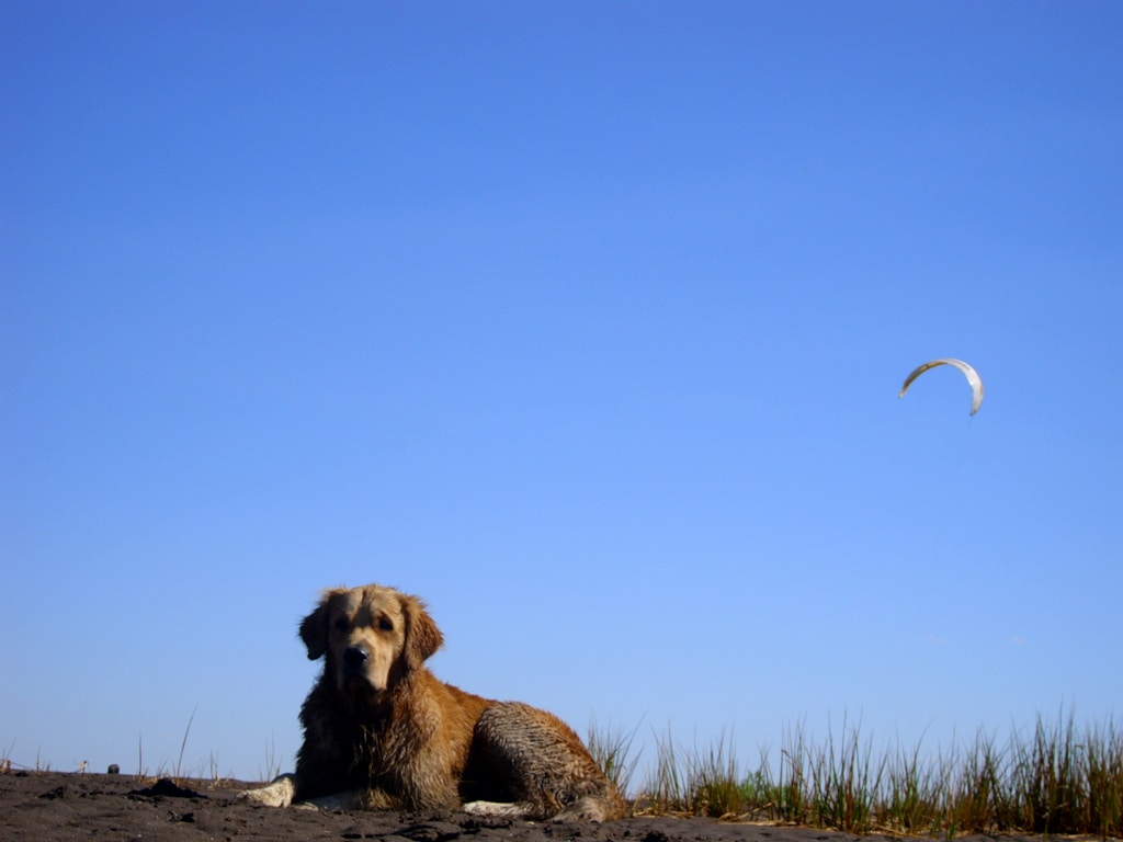 Beach Walk Logo Hat