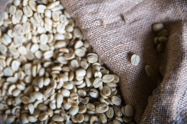 Close-up of Colombian coffee beans spilling from a rustic burlap sack in warm natural light