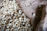 Close-up of freshly roasted Chiapas coffee beans spilling from a burlap sack.