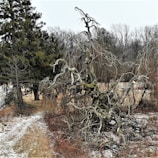 A gnarled, leafless tree stands amidst a wintry landscape, surrounded by other bare trees and patches of snow on the ground. The twisted branches of the main tree create an intricate, almost haunting pattern against the gray sky. Sparse vegetation adds to the desolate atmosphere.