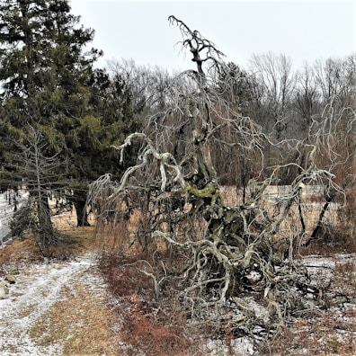 A gnarled, leafless tree stands amidst a wintry landscape, surrounded by other bare trees and patches of snow on the ground. The twisted branches of the main tree create an intricate, almost haunting pattern against the gray sky. Sparse vegetation adds to the desolate atmosphere.