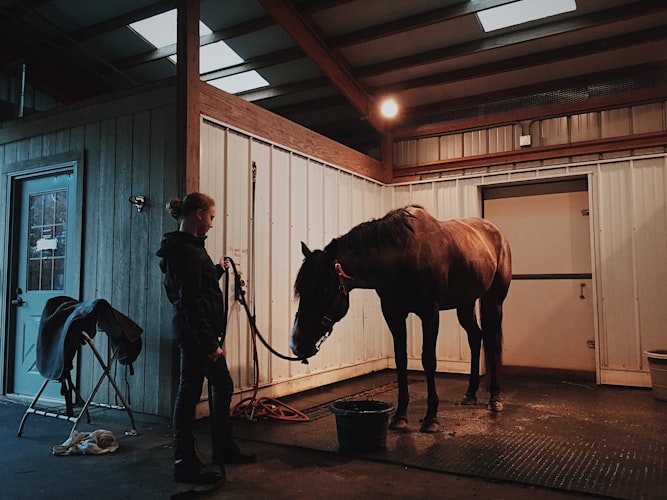 Tratadora conduzindo um cavalo dentro da cocheira