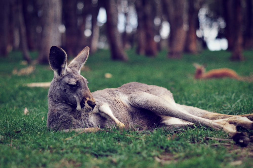 gray kangaroo laying on grass