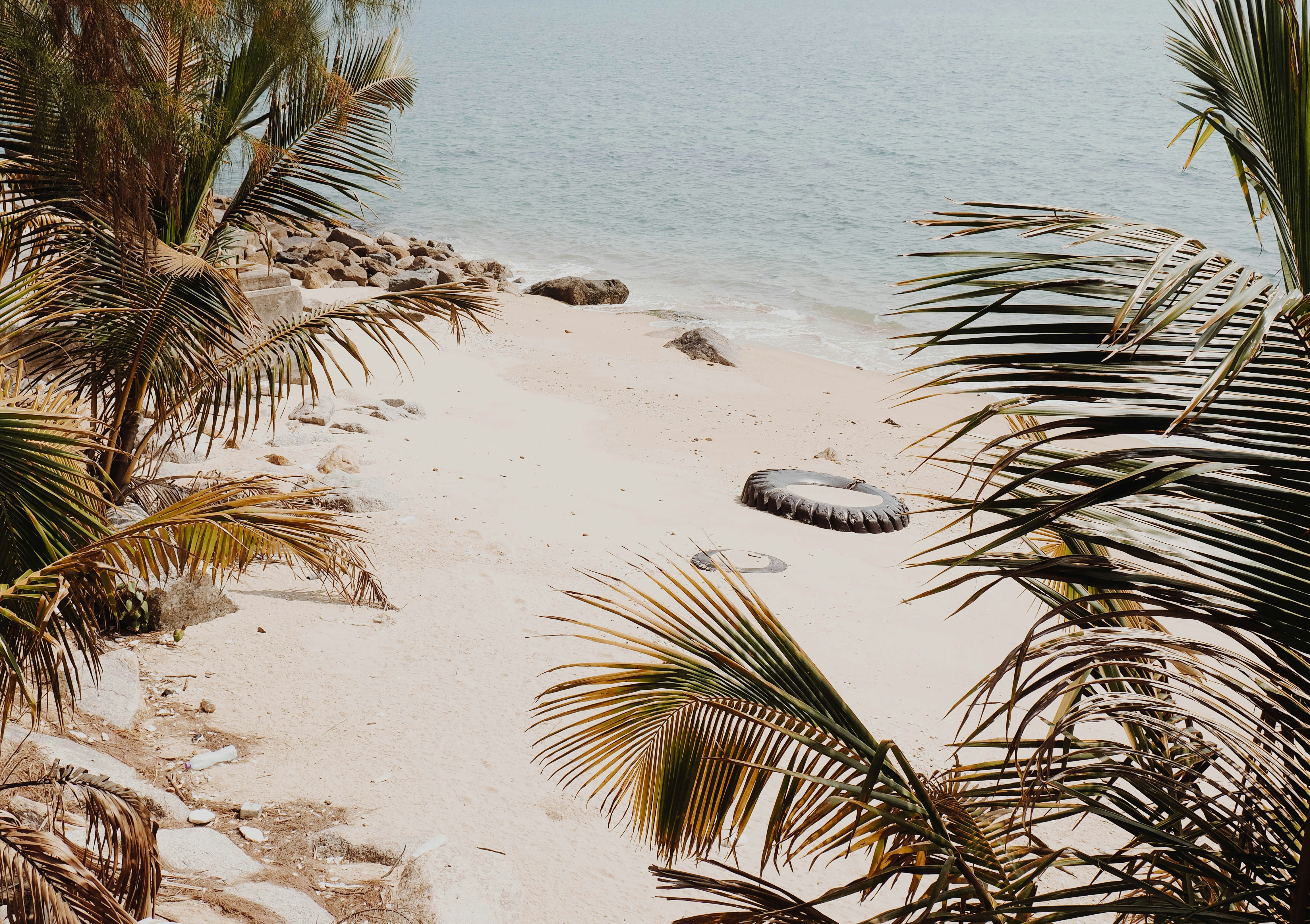 coconut palm trees near seashore at daytime