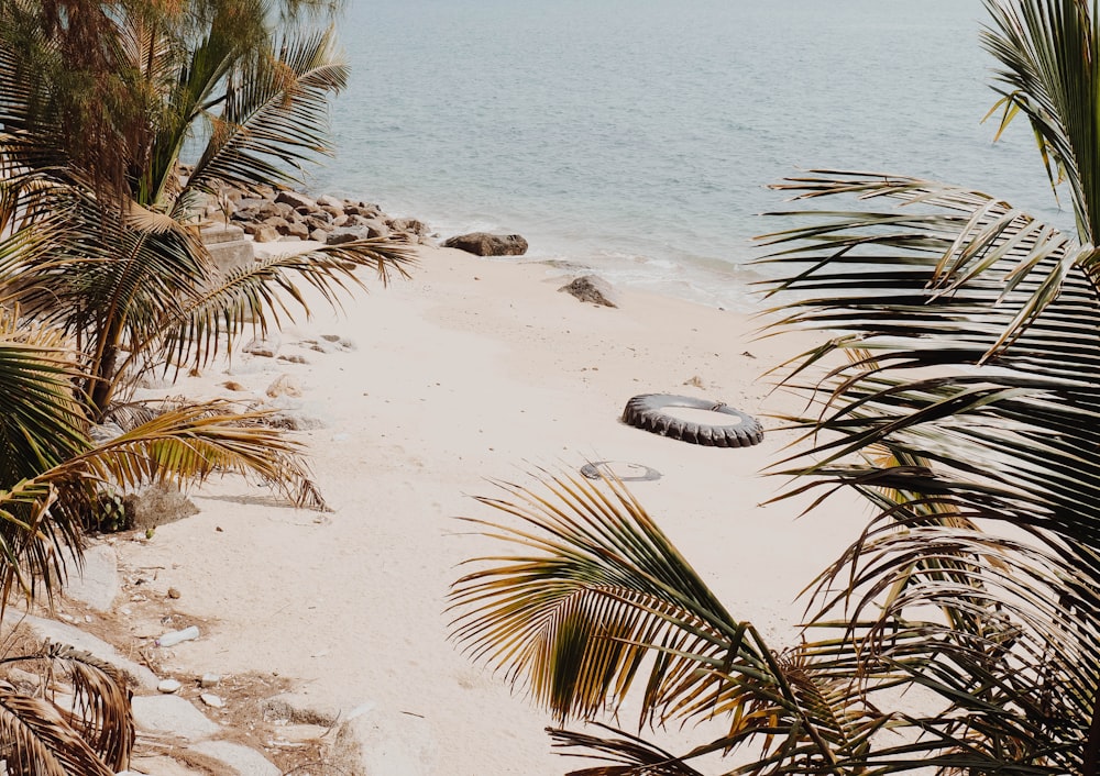 Cocoteros cerca de la orilla del mar durante el día