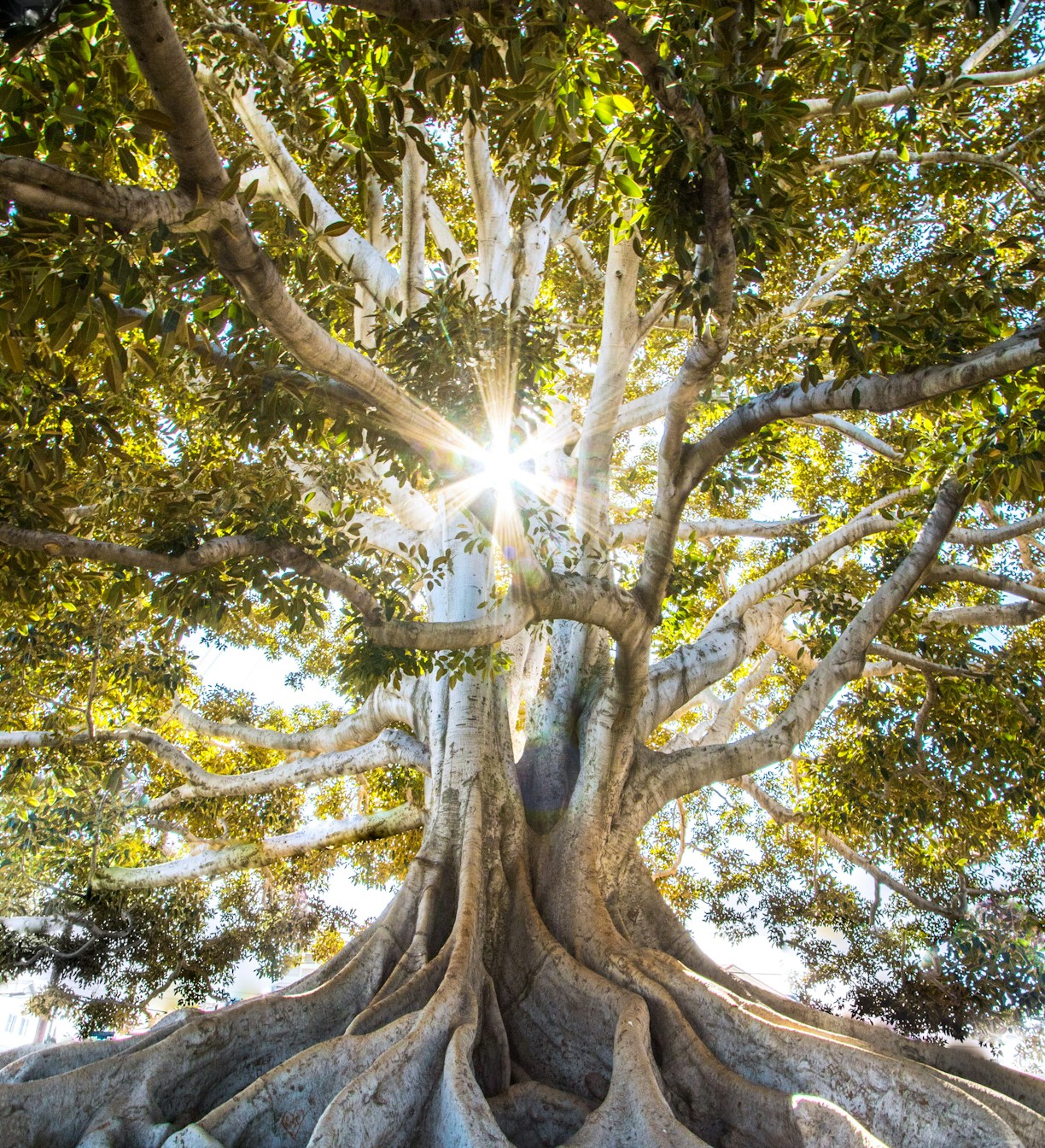 sun light passing through green leafed tree