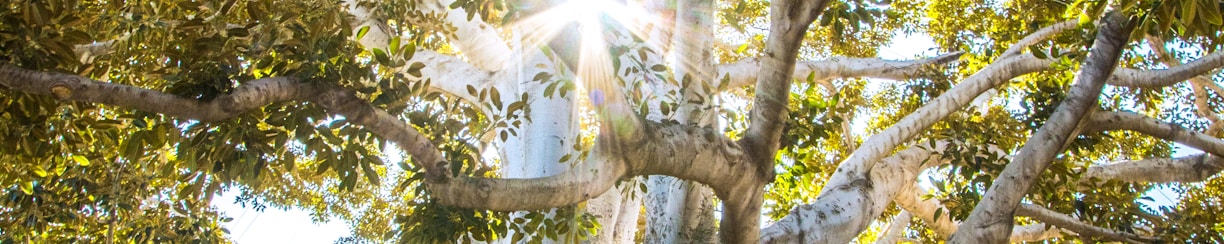 sun light passing through green leafed tree