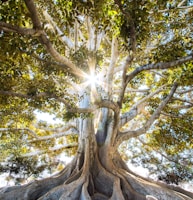 sun light passing through green leafed tree