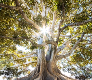 sun light passing through green leafed tree