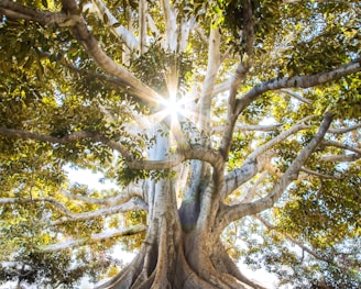 sun light passing through green leafed tree