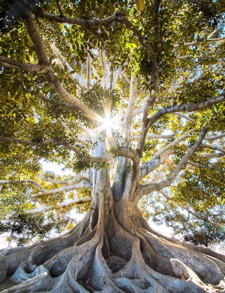 sun light passing through green leafed tree