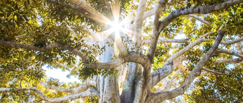 sun light passing through green leafed tree