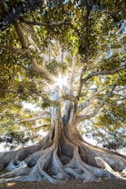 sun light passing through green leafed tree