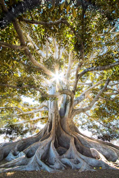 Mombasa coastal sunrise representing spiritual renewal and powerful traditional healing services by Dr. Galazinga best witch doctor in Mombasa Kenya