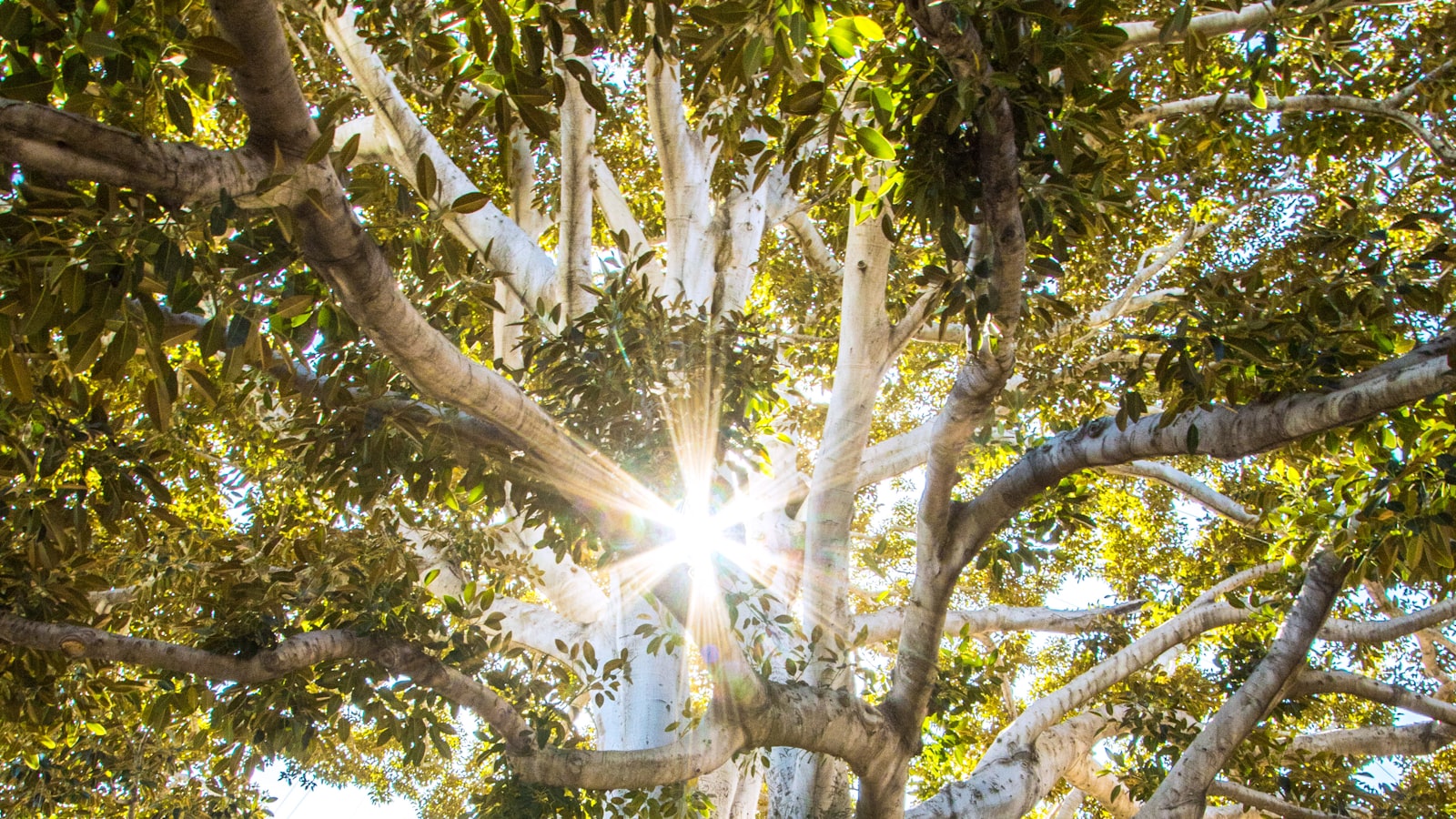 sun rays are coming through tree