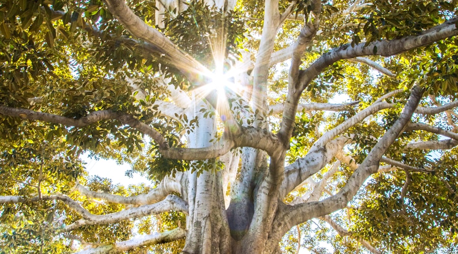 sun light passing through green leafed tree