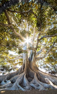 sun light passing through green leafed tree