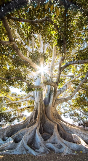 sun light passing through green leafed tree