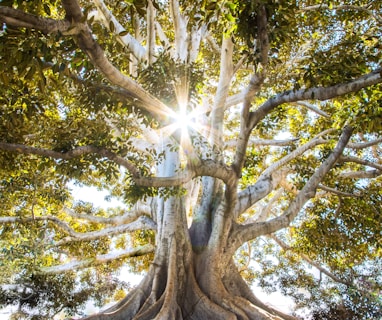 sun light passing through green leafed tree