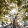 sun light passing through green leafed tree