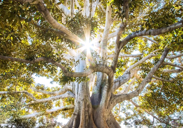 sun light passing through green leafed tree