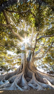 sun light passing through green leafed tree