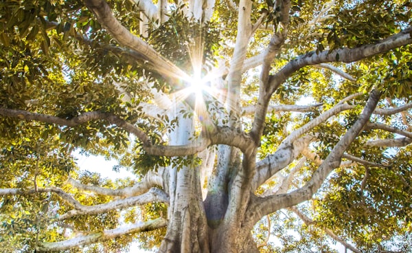 sun light passing through green leafed tree