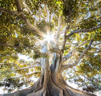 sun light passing through green leafed tree