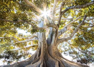 sun light passing through green leafed tree