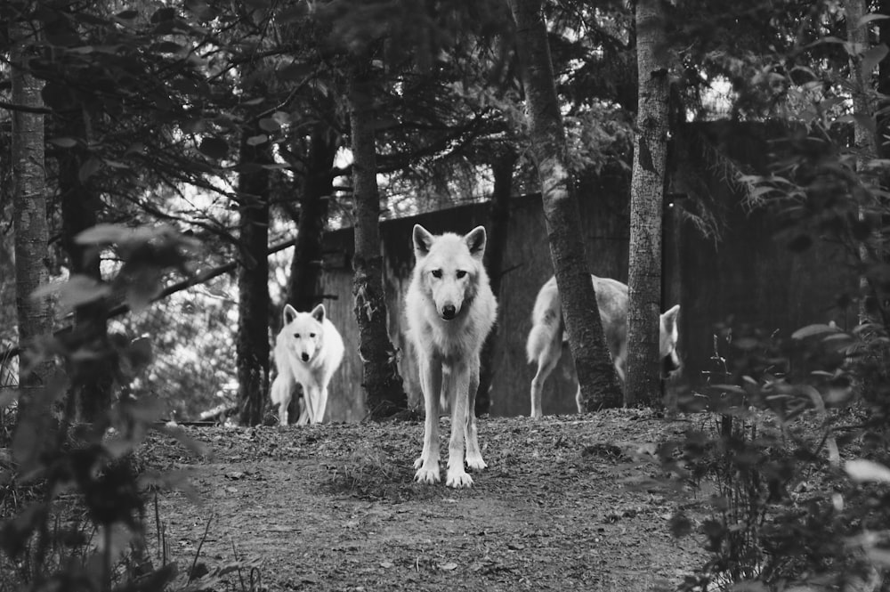 Photo en niveaux de gris de trois chiens sur la forêt