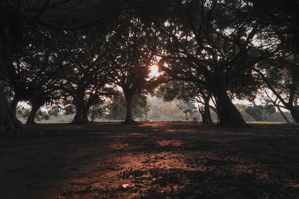 scenery of silhouette of trees