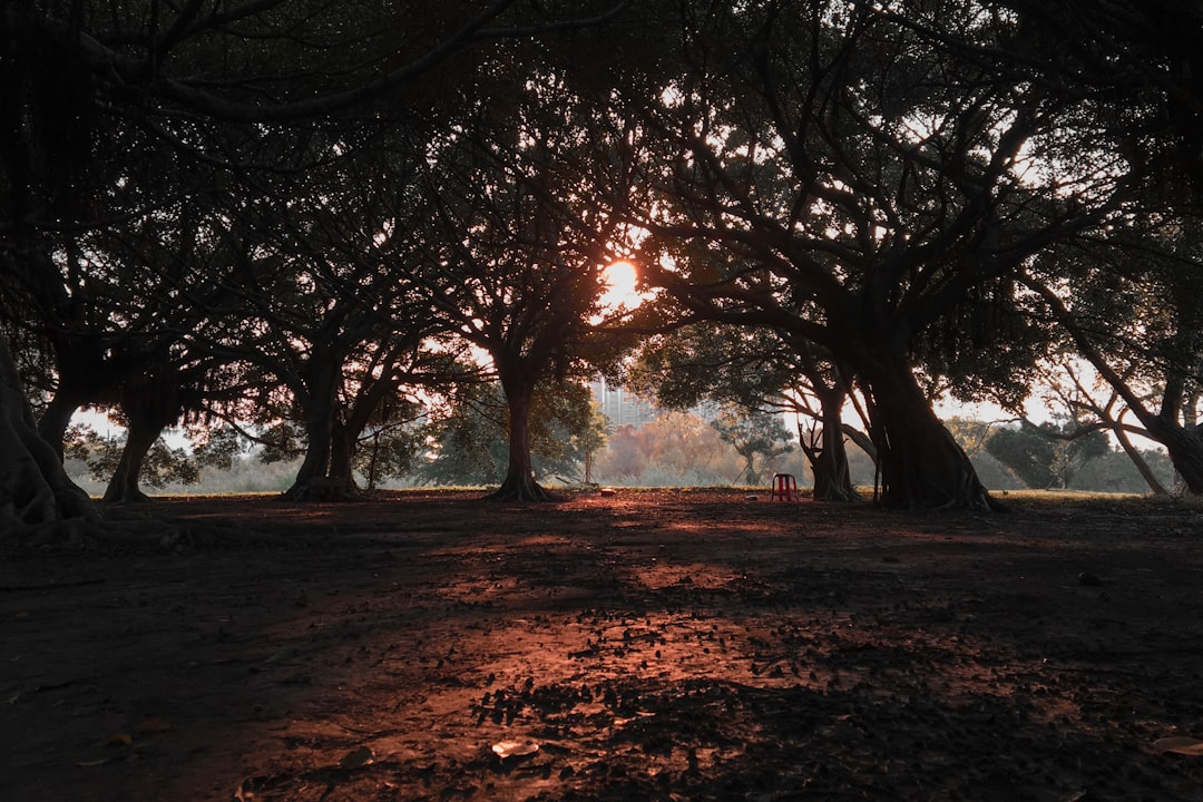 scenery of silhouette of trees