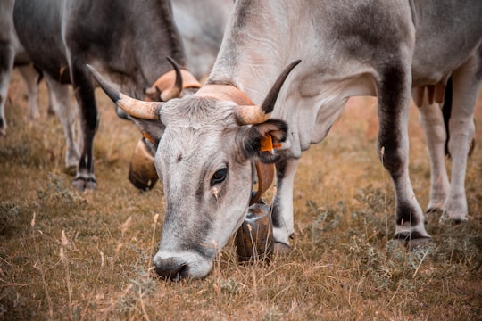 gray buffalo eating grass in Matera Italy