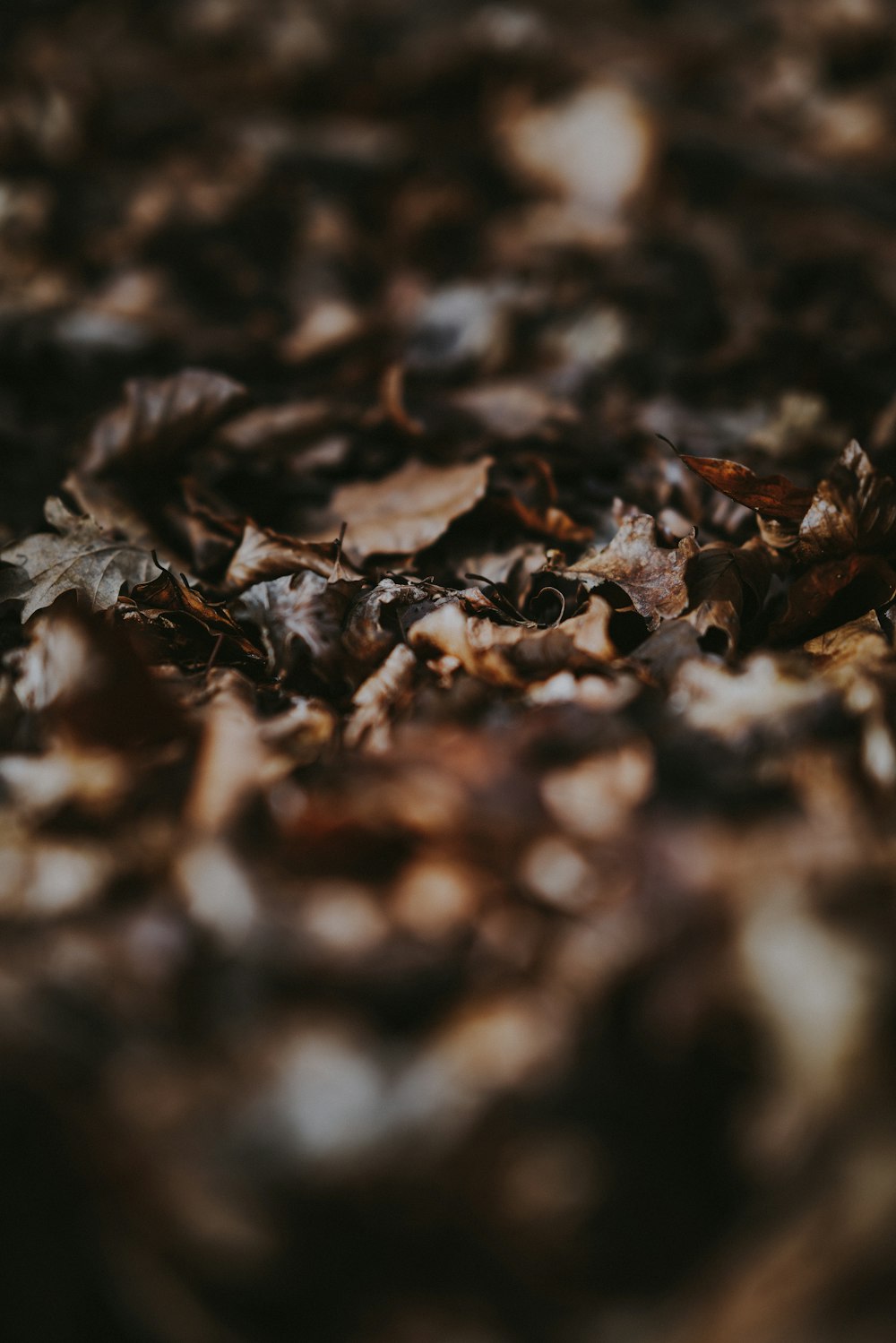 selective focus photography of dried leaves