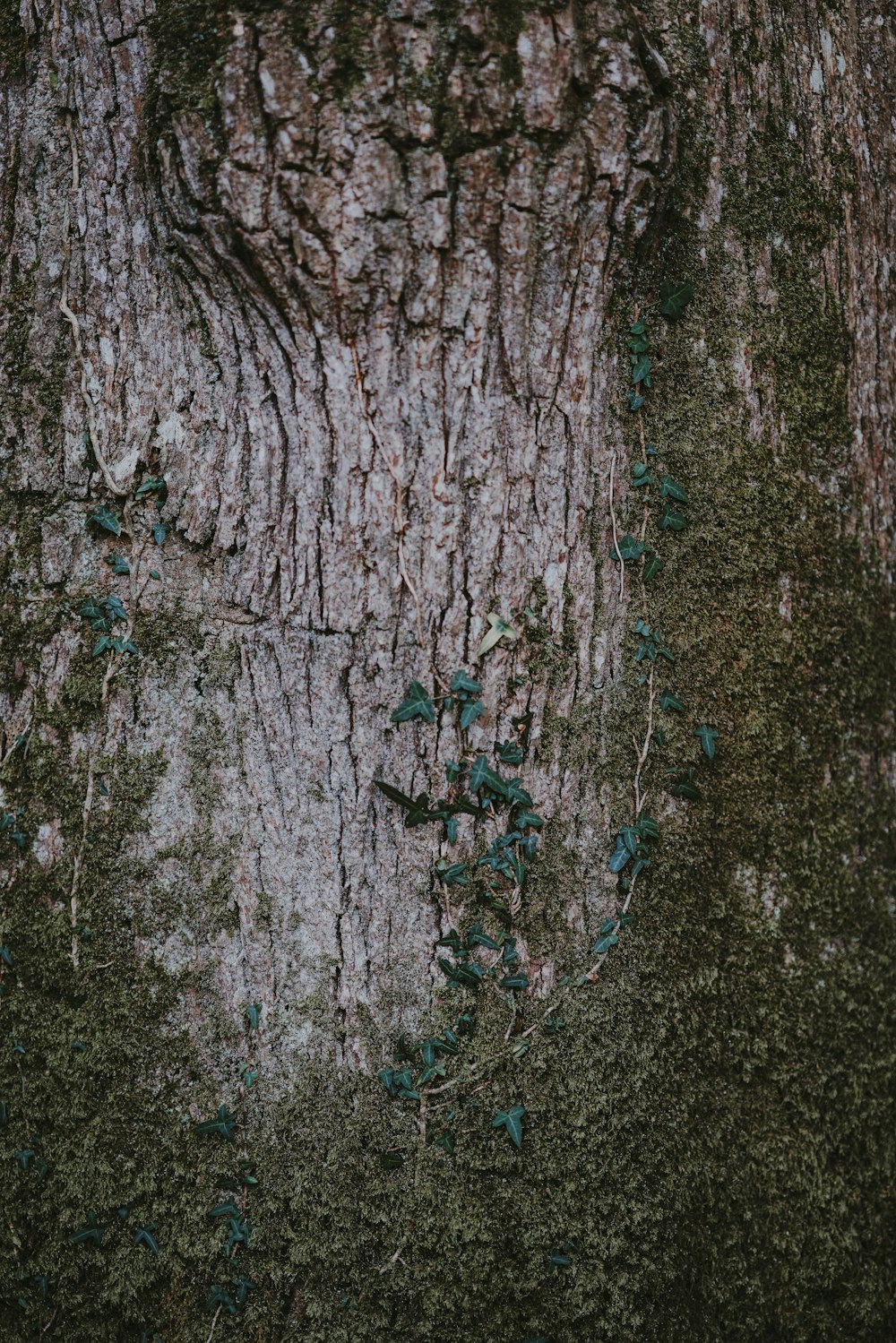 close up photo of tree trunk with moss