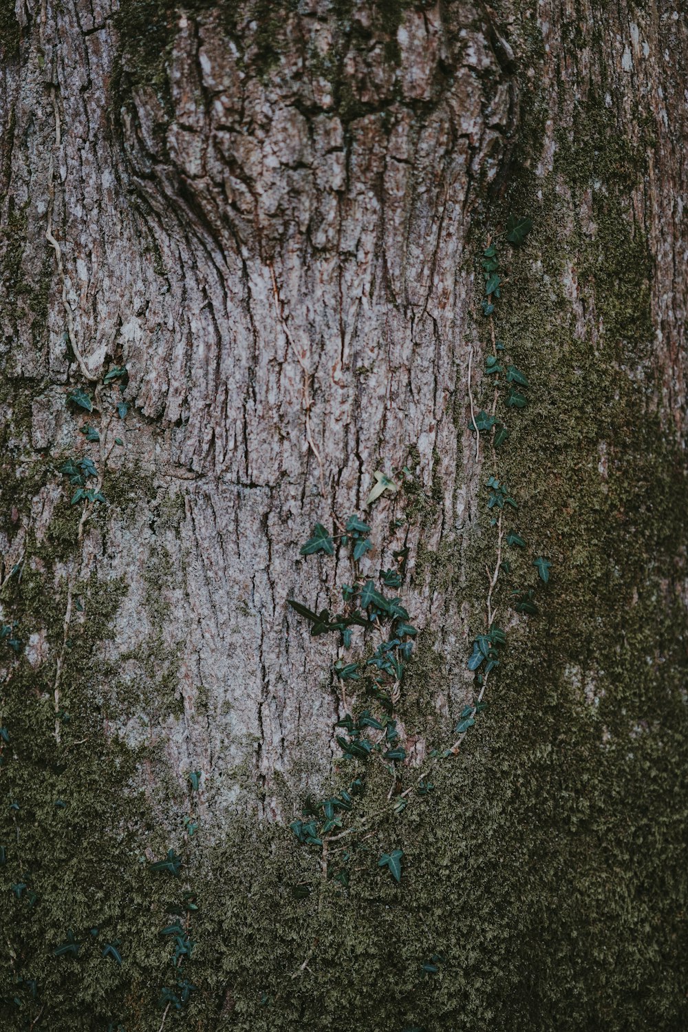 Foto de primer plano del tronco del árbol con musgo