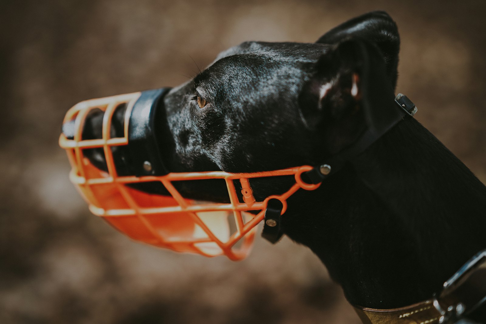 Sony FE 85mm F1.4 GM sample photo. Dog with mouth protector photography