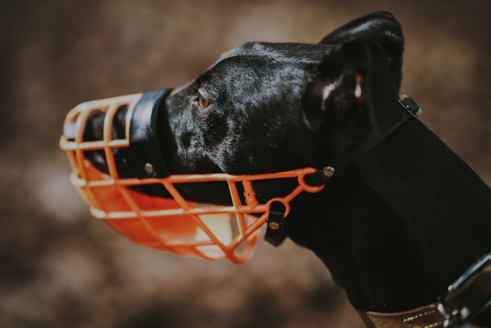 dog with mouth protector